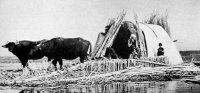BUFFALOS